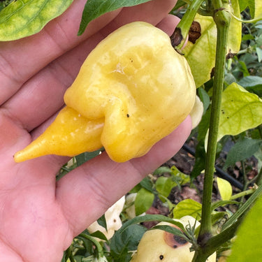 Giant White Scorpion - Seeds - The Pepper Pantry (Formerly Marie Sharp's)